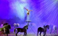  	evenement EQI-Spectacle-equestre-Tous-droits-reserves-aux-producteurs-du-spectacle DSC_1249reccorr3.thumb.jpg