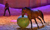  	evenement EQI-Spectacle-equestre-Tous-droits-reserves-aux-producteurs-du-spectacle DSC_1286reccorr2.thumb.jpg