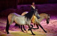  	evenement EQI-Spectacle-equestre-Tous-droits-reserves-aux-producteurs-du-spectacle DSC_1459reccorr.thumb.jpg