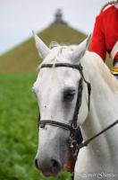 evenement Waterloo-2015-Reconstitution-bicentenaire DSC_5463reccorr.thumb.jpg