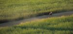 voyage myanmar 4_Bagan_Woman_on_bicycle.thumb.jpg