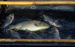 voyage myanmar 4_Inle_Fish.thumb.jpg