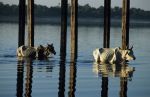 voyage myanmar 4_U_Bein_Cows_reflection.thumb.jpg
