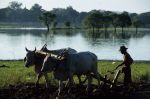 voyage myanmar 4_U_Bein_Man_working_in_the_fields.thumb.jpg
