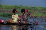 voyage myanmar 7_Inle_Girls_picking_lotus_flowers.thumb.jpg