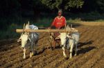voyage myanmar 7_Mandalay_Man_working_on_the_fields.thumb.jpg