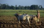 voyage myanmar 7_Mandalay_Man_working_on_the_fields_2.thumb.jpg