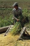 voyage myanmar 9_Kengtung_Man_beating_riceplants.thumb.jpg