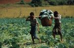voyage myanmar 9_Pindaya_Men_working_on_the_fields_2.thumb.jpg