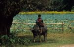 voyage myanmar 9_Pindaya_Young_boy_buffalo.thumb.jpg
