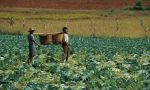 voyage myanmar A_Pindaya_Men_working_in_the_fields.thumb.jpg