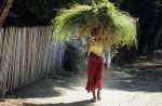 voyage myanmar B_Mandalay_Man_coming_from_the_fields.thumb.jpg