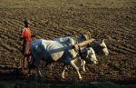 voyage myanmar B_Mandalay_Young_man_working_in_the_fields.thumb.jpg