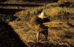 voyage myanmar Ba_Kengtung_Woman_working_in_the_fields.thumb.jpg