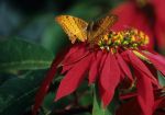 voyage myanmar Ba_Mamyo_Butterfly_in_english_garden.thumb.jpg