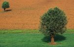 voyage myanmar Ba_Pindaya_Trees.thumb.jpg