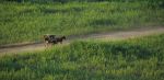 voyage myanmar Birma_Bagan_cal_che.thumb.jpg