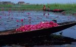 voyage myanmar Birma_Inle_bateau_et_n_nuphars_1.thumb.jpg