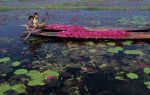 voyage myanmar Birma_Inle_bateaux_et_n_nuphars.thumb.jpg