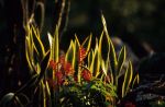 voyage myanmar Birma_Mt_Popa_flore.thumb.jpg