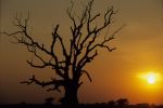 voyage myanmar Birma_U_Bein_arbre_gros_plan.thumb.jpg