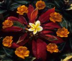 voyage myanmar Mount_Popa_Flowers.thumb.jpg