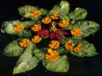 voyage myanmar Mount_Popa_Flowers_2.thumb.jpg