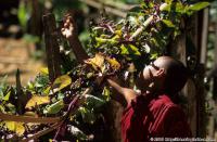 voyage myanmar Myanmar_Inle_Little_monk_with_butterfly.thumb.jpg